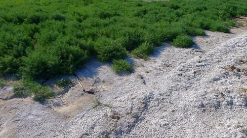 酸(suan)性(xing)土壤(rang)改(gai)良的(de)常用方(fang)法